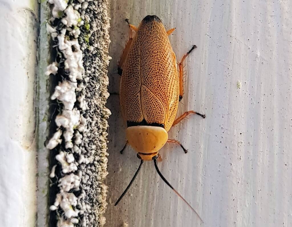 Bush Cockroach (Ellipsidion humarale), Alice Springs NT