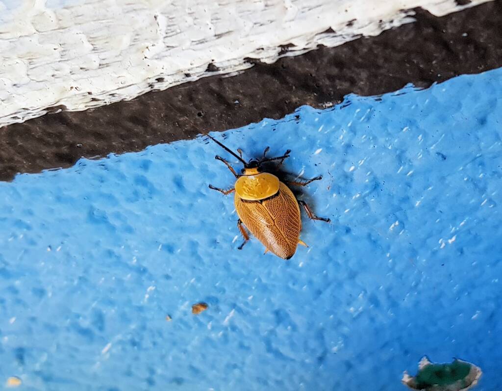 Bush Cockroach (Ellipsidion humarale), Alice Springs NT