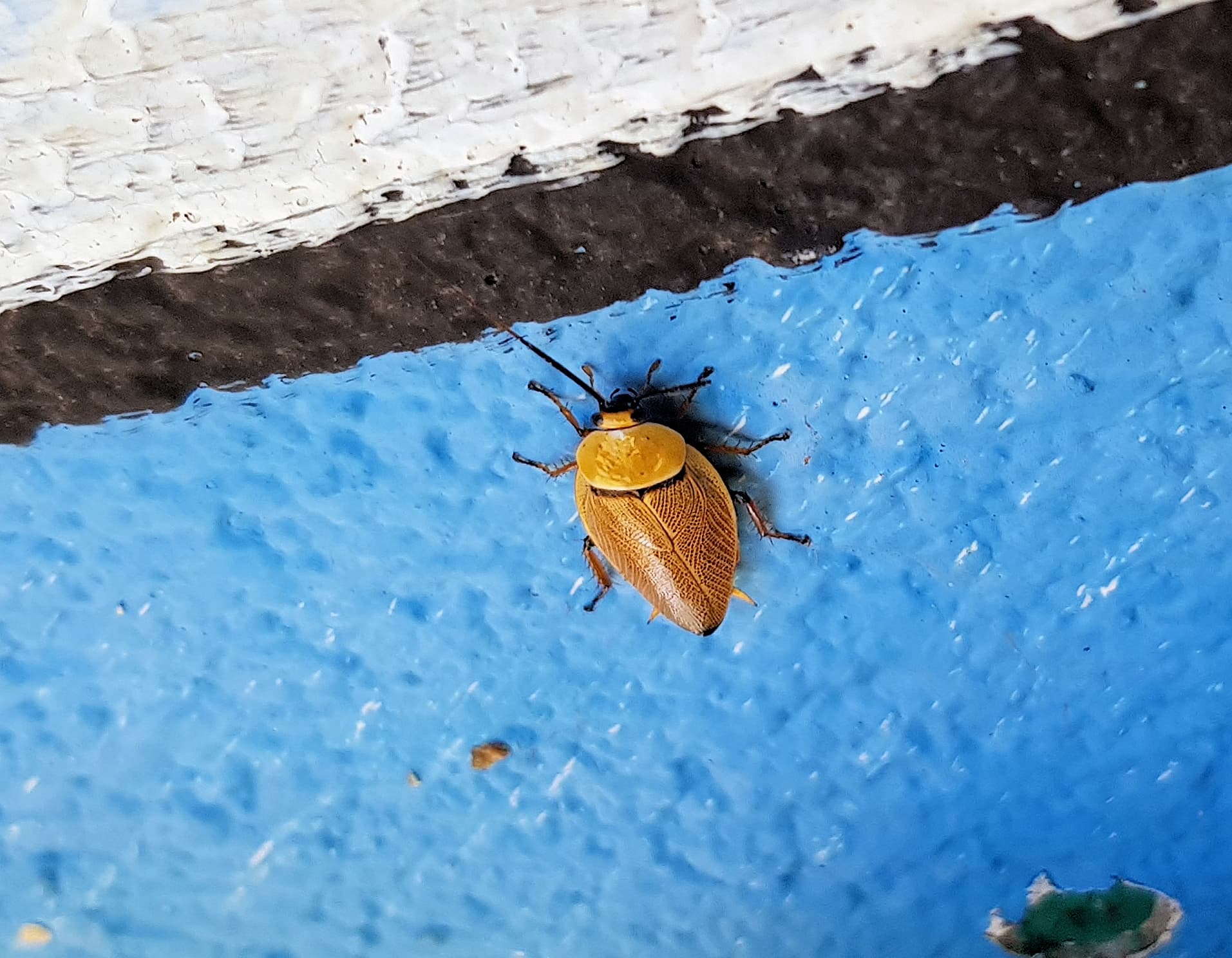 Bush Cockroach (Ellipsidion humarale), Alice Springs NT