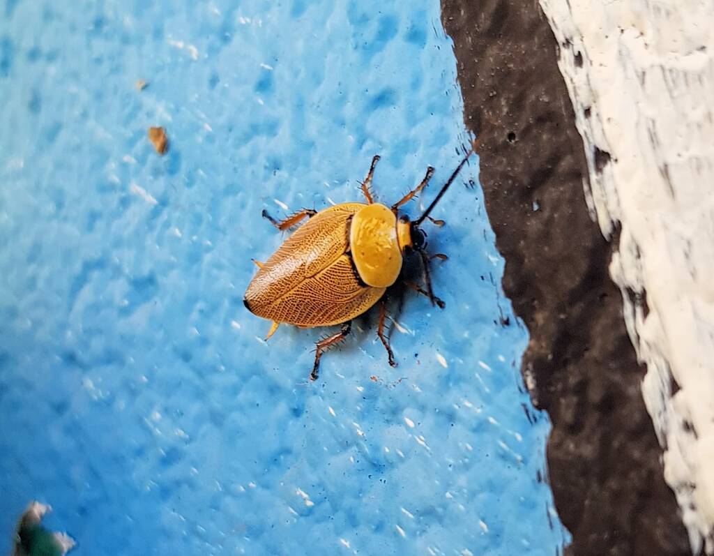 Bush Cockroach (Ellipsidion humarale), Alice Springs NT