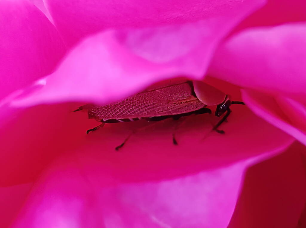 Bush Cockroach (Ellipsidion humarale) sheltering in a rose, Alice Springs, NT