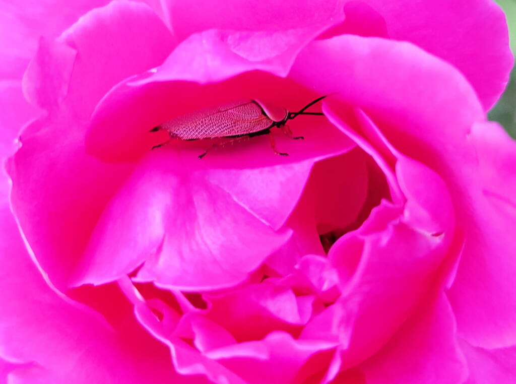 Bush Cockroach (Ellipsidion humarale) sheltering in a rose, Alice Springs, NT