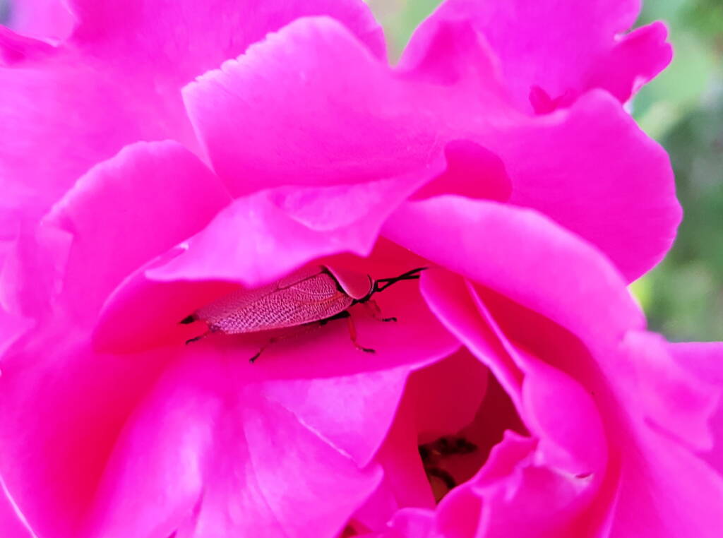 Bush Cockroach (Ellipsidion humarale) sheltering in a rose, Alice Springs, NT