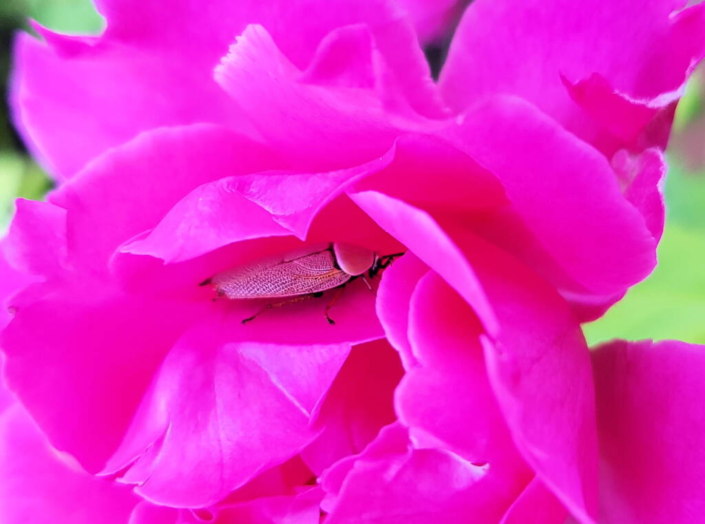 Bush Cockroach (Ellipsidion humarale) sheltering in a rose, Alice Springs, NT