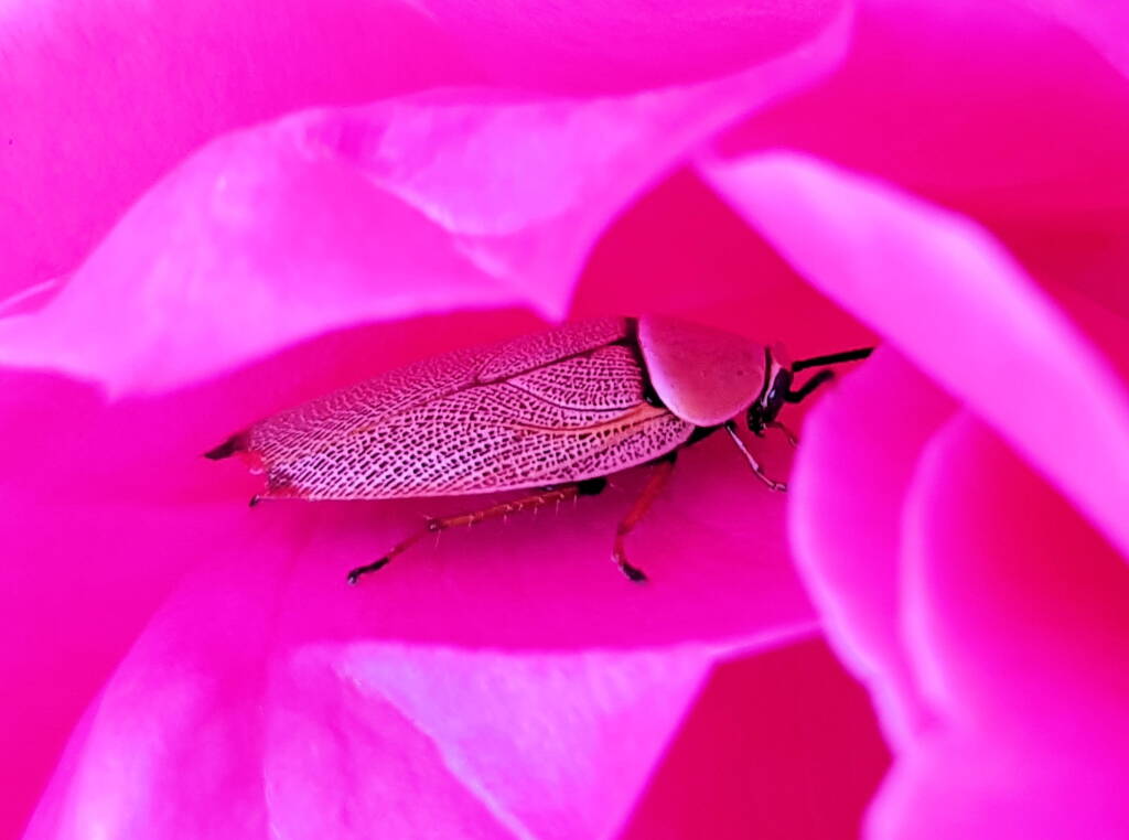 Bush Cockroach (Ellipsidion humarale) sheltering in a rose, Alice Springs, NT