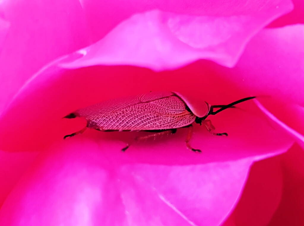 Bush Cockroach (Ellipsidion humarale) sheltering in a rose, Alice Springs, NT