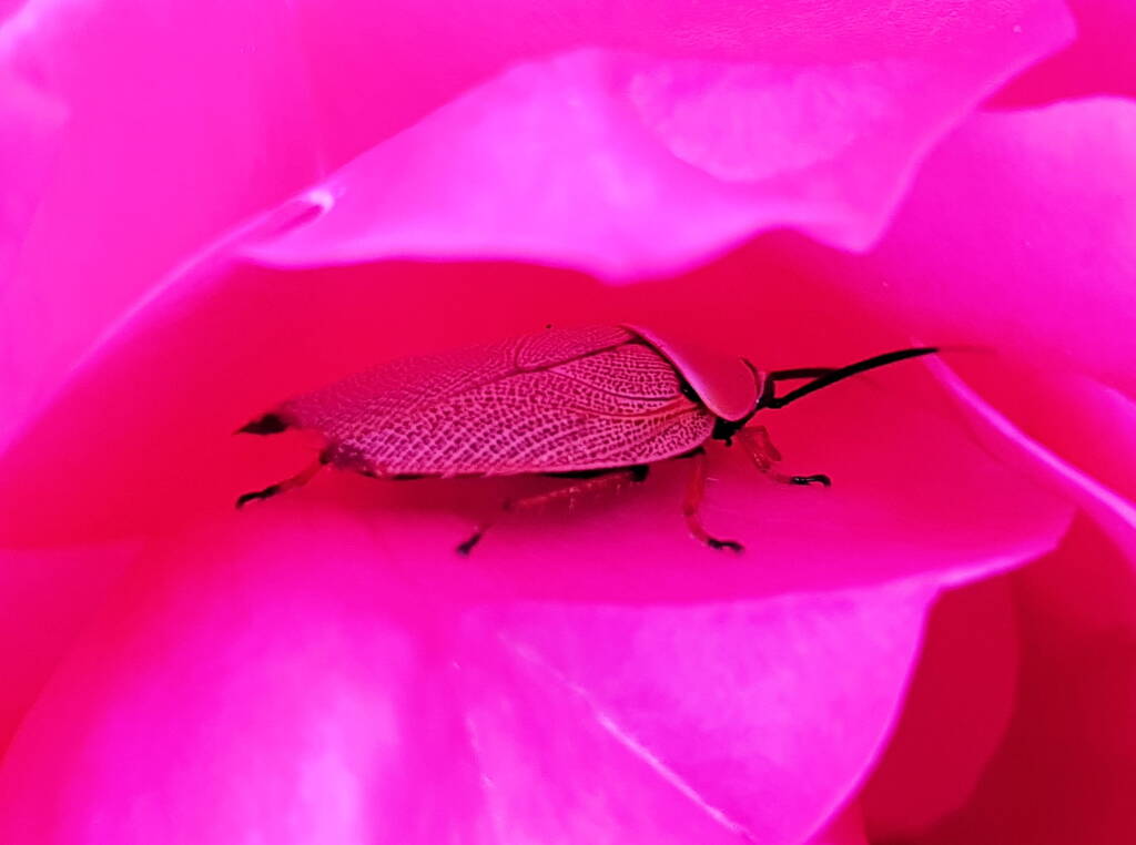 Bush Cockroach (Ellipsidion humarale) sheltering in a rose, Alice Springs, NT