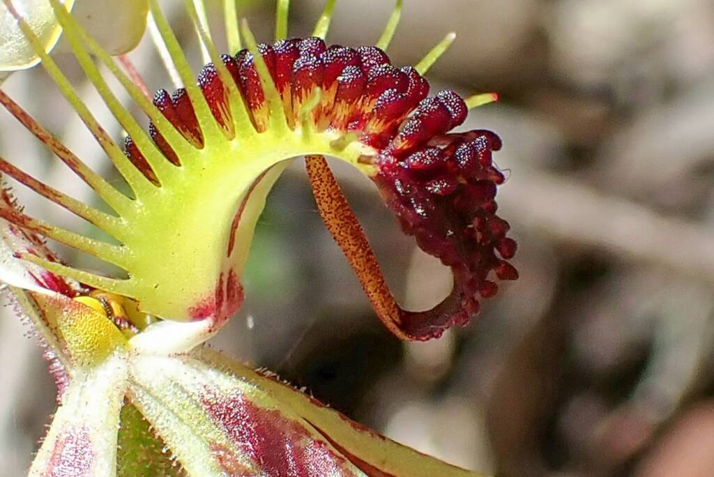 Caladenia corynephora (Club-lipped Spider Orchid), Northcliffe WA © Terry Dunham