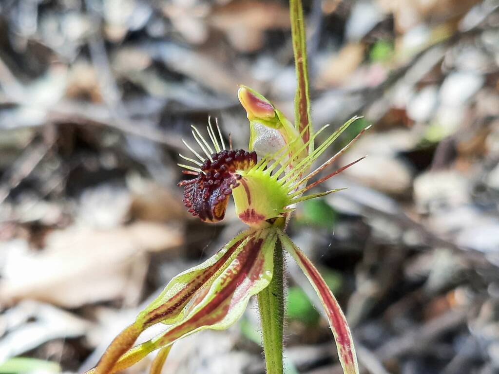 Caladenia corynephora (Club-lipped Spider Orchid), Northcliffe WA © Terry Dunham