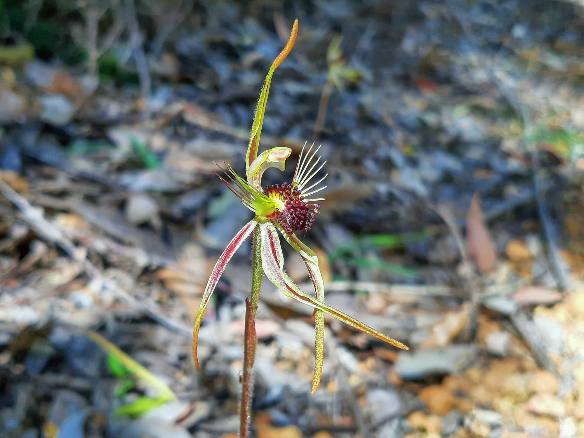 Caladenia corynephora (Club-lipped Spider Orchid), Northcliffe WA © Terry Dunham