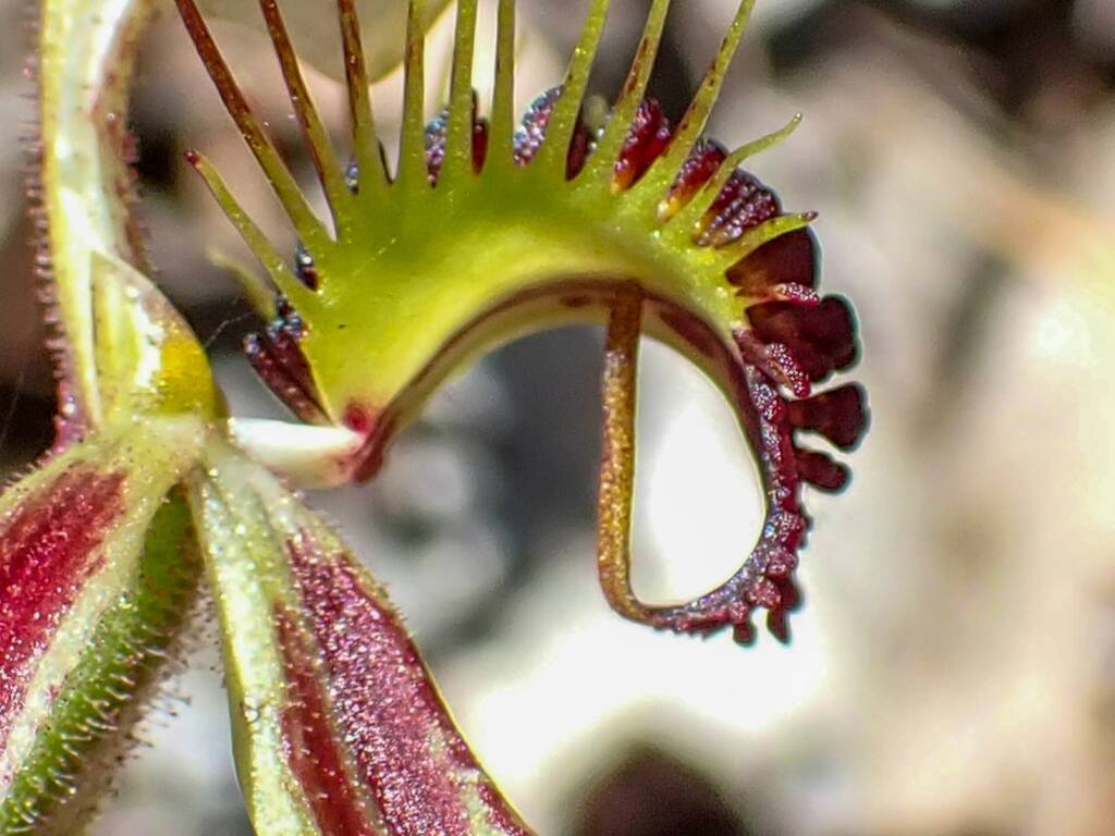 Caladenia corynephora (Club-lipped Spider Orchid), Northcliffe WA © Terry Dunham