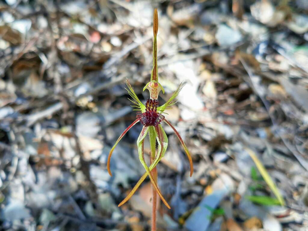Caladenia corynephora (Club-lipped Spider Orchid), Northcliffe WA © Terry Dunham