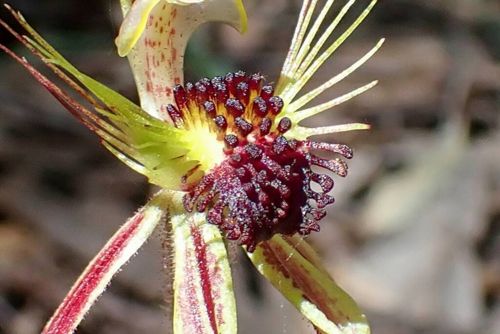 Caladenia corynephora (Club-lipped Spider Orchid), Northcliffe WA © Terry Dunham
