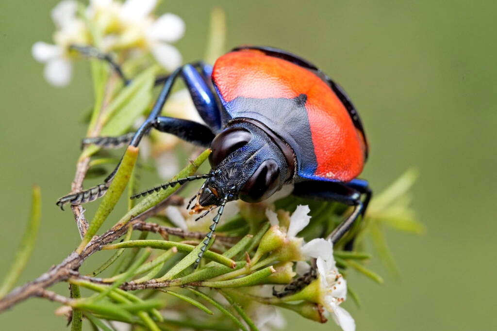 Calodema plebeia, Far North QLD © Hongming Kan