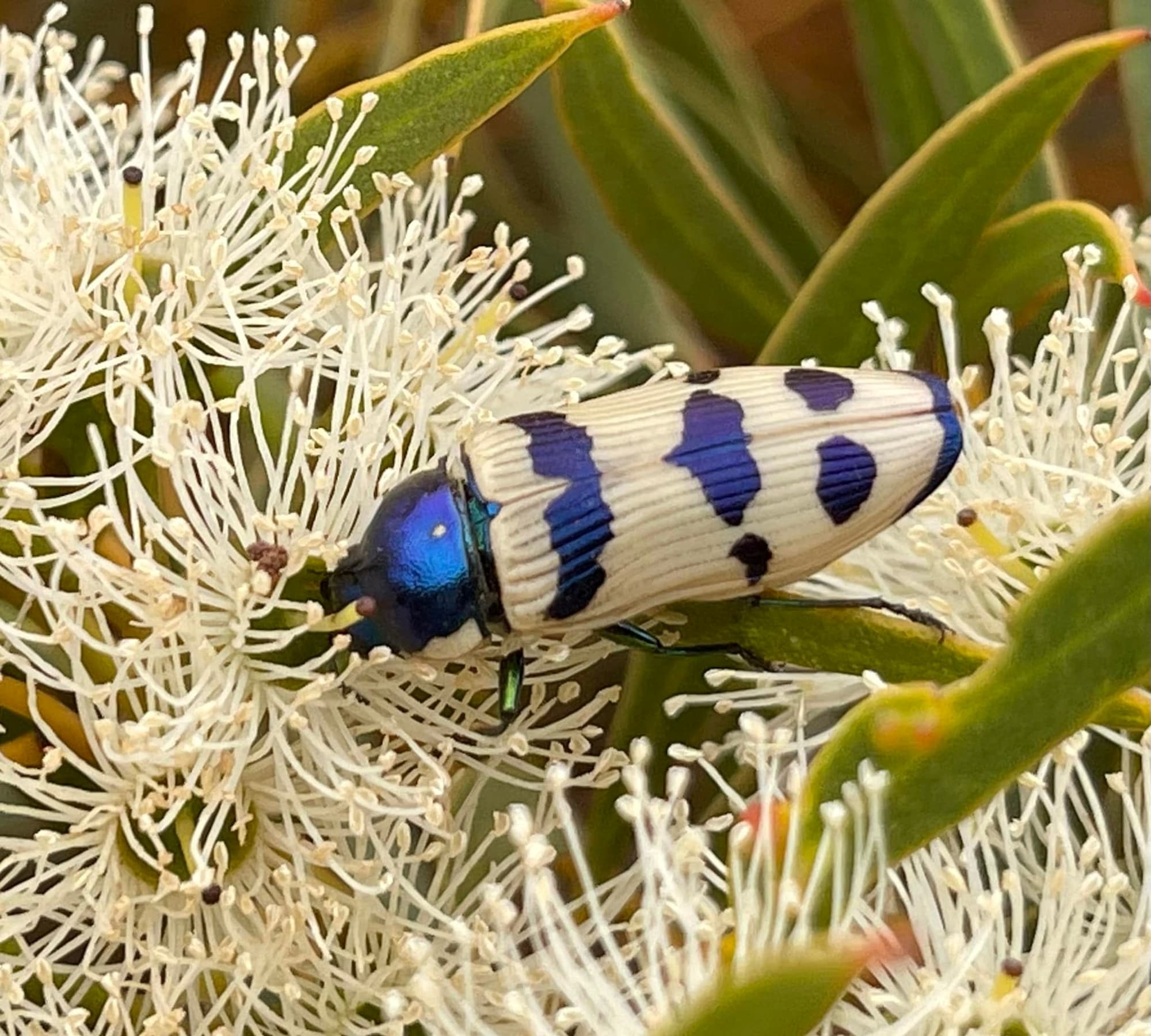 Calotemognatha yarrelli (female), East of Hyde WA © Mark Hanlon