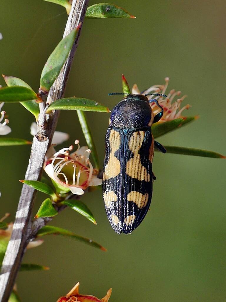 Castiarina adelaidae, Belair SA © Marianne Broug