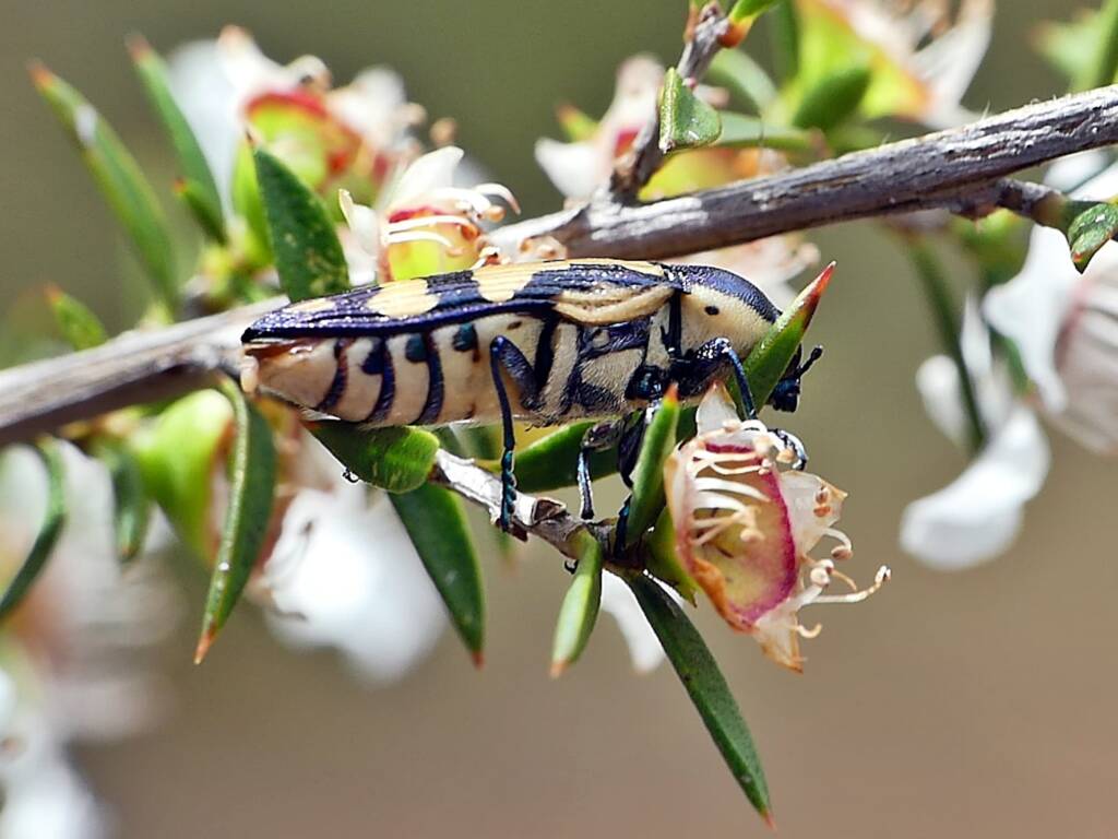 Castiarina adelaidae, Belair SA © Marianne Broug
