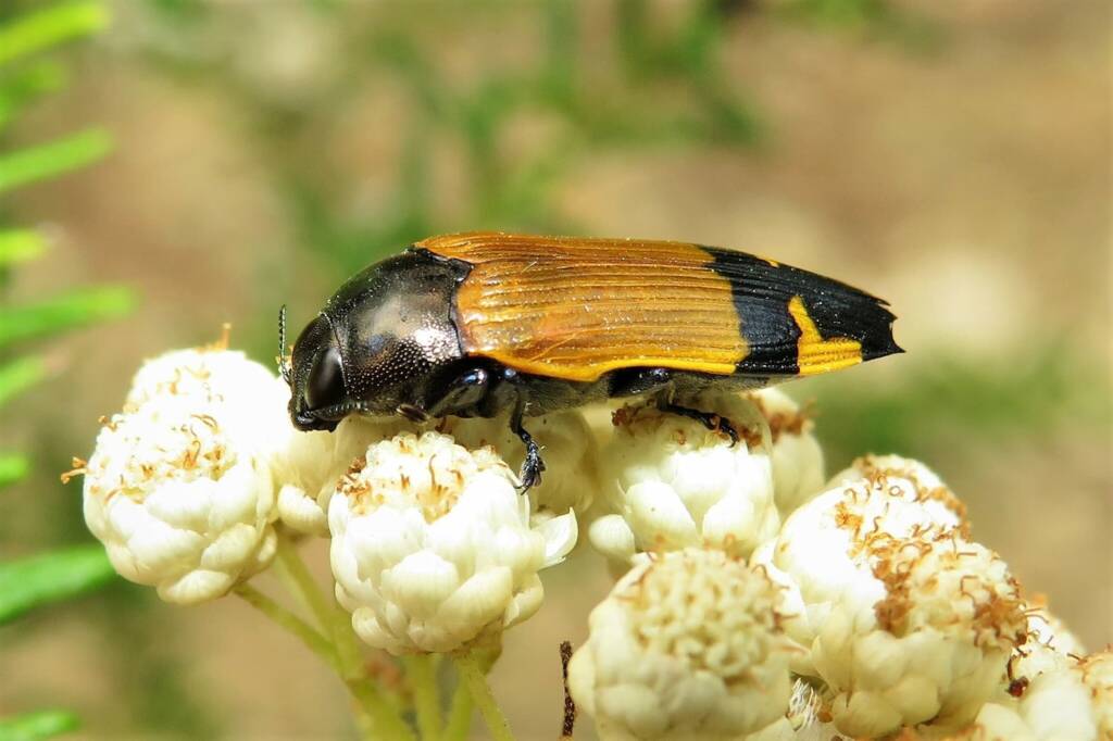 Castiarina andersoni, Wallaga Lake NSW © Deb Taylor