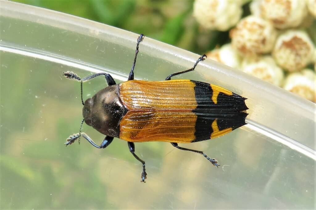 Castiarina andersoni, Wallaga Lake NSW © Deb Taylor