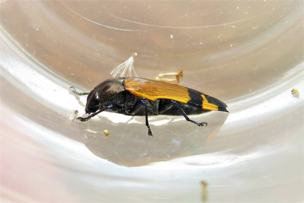 Castiarina andersoni, Wallaga Lake NSW © Deb Taylor