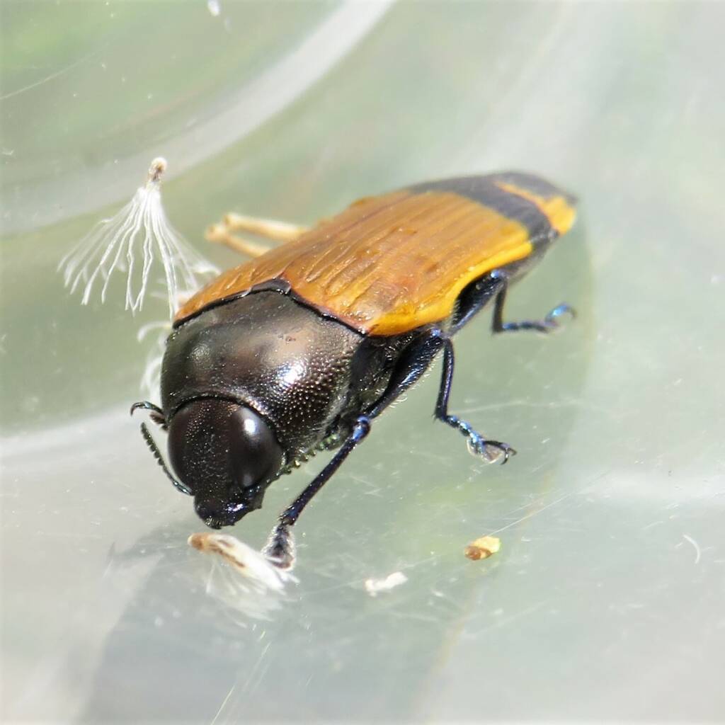 Castiarina andersoni, Wallaga Lake NSW © Deb Taylor