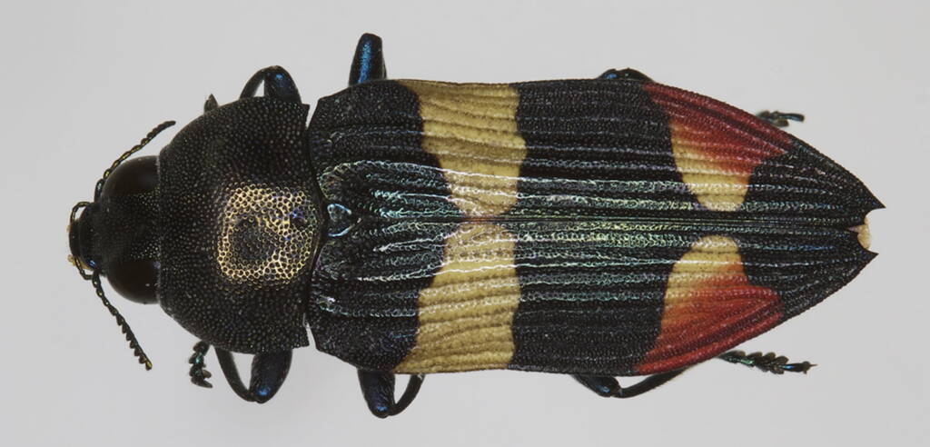 Castiarina bella, Stanthorpe QLD © Michael Jefferies