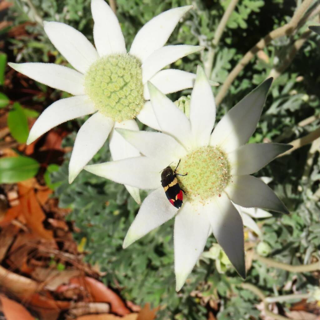 Castiarina bella, Wallaga Lake NSW © Deb Taylor