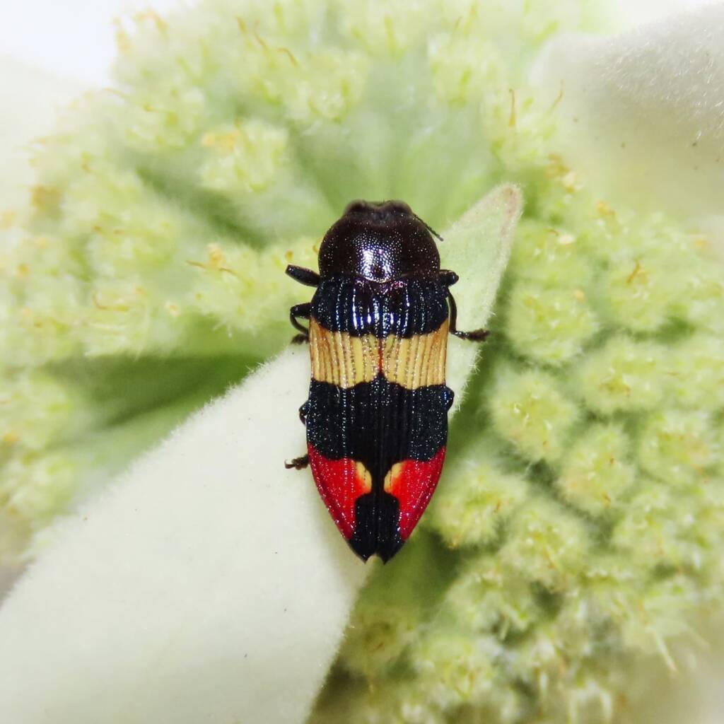 Castiarina bella, Wallaga Lake NSW © Deb Taylor