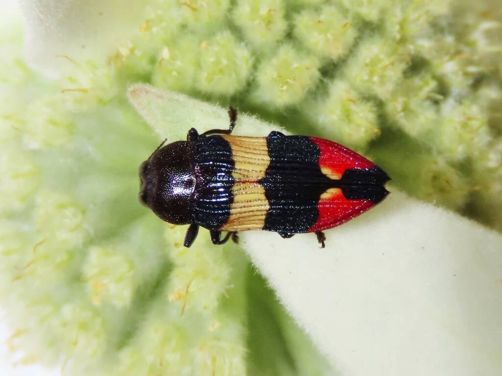 Castiarina bella, Wallaga Lake NSW © Deb Taylor