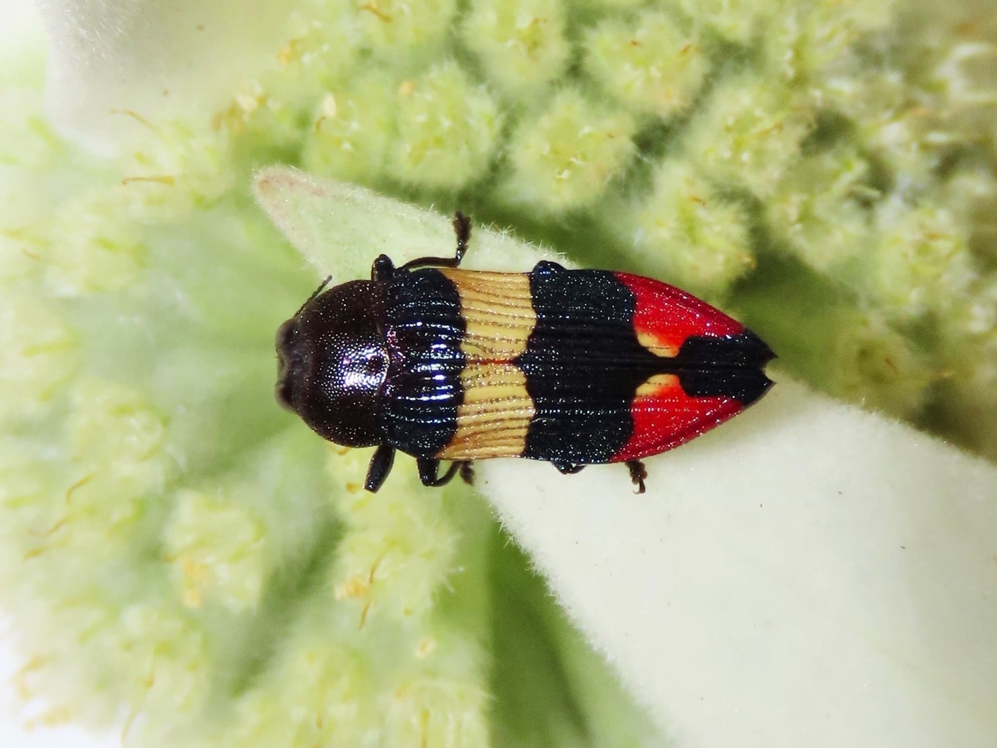 Castiarina bella, Wallaga Lake NSW © Deb Taylor