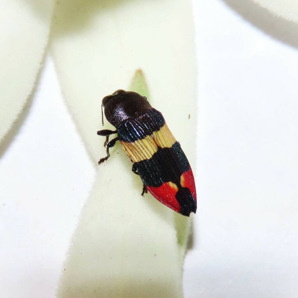 Castiarina bella, Wallaga Lake NSW © Deb Taylor