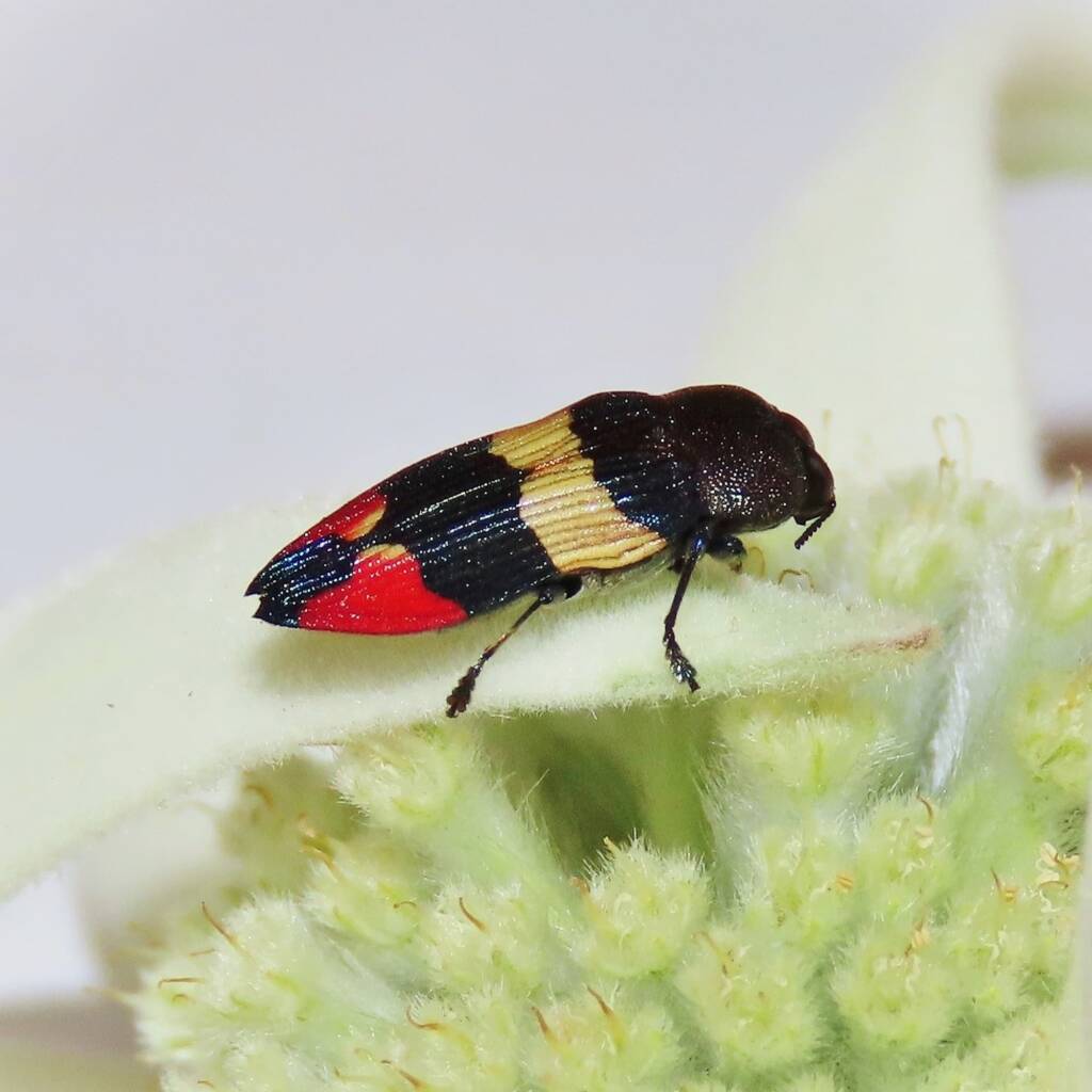 Castiarina bella, Wallaga Lake NSW © Deb Taylor