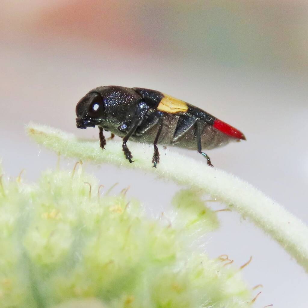 Castiarina bella, Wallaga Lake NSW © Deb Taylor