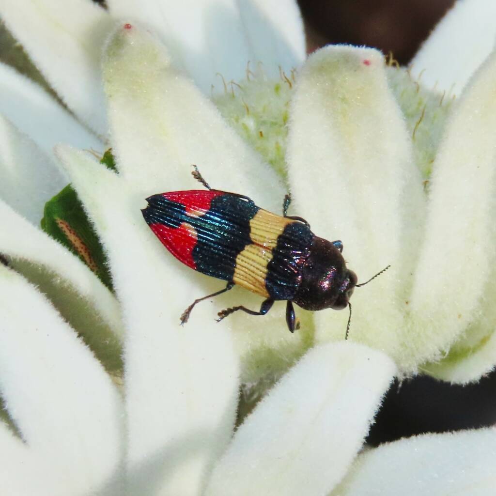 Castiarina bella, Wallaga Lake NSW © Deb Taylor