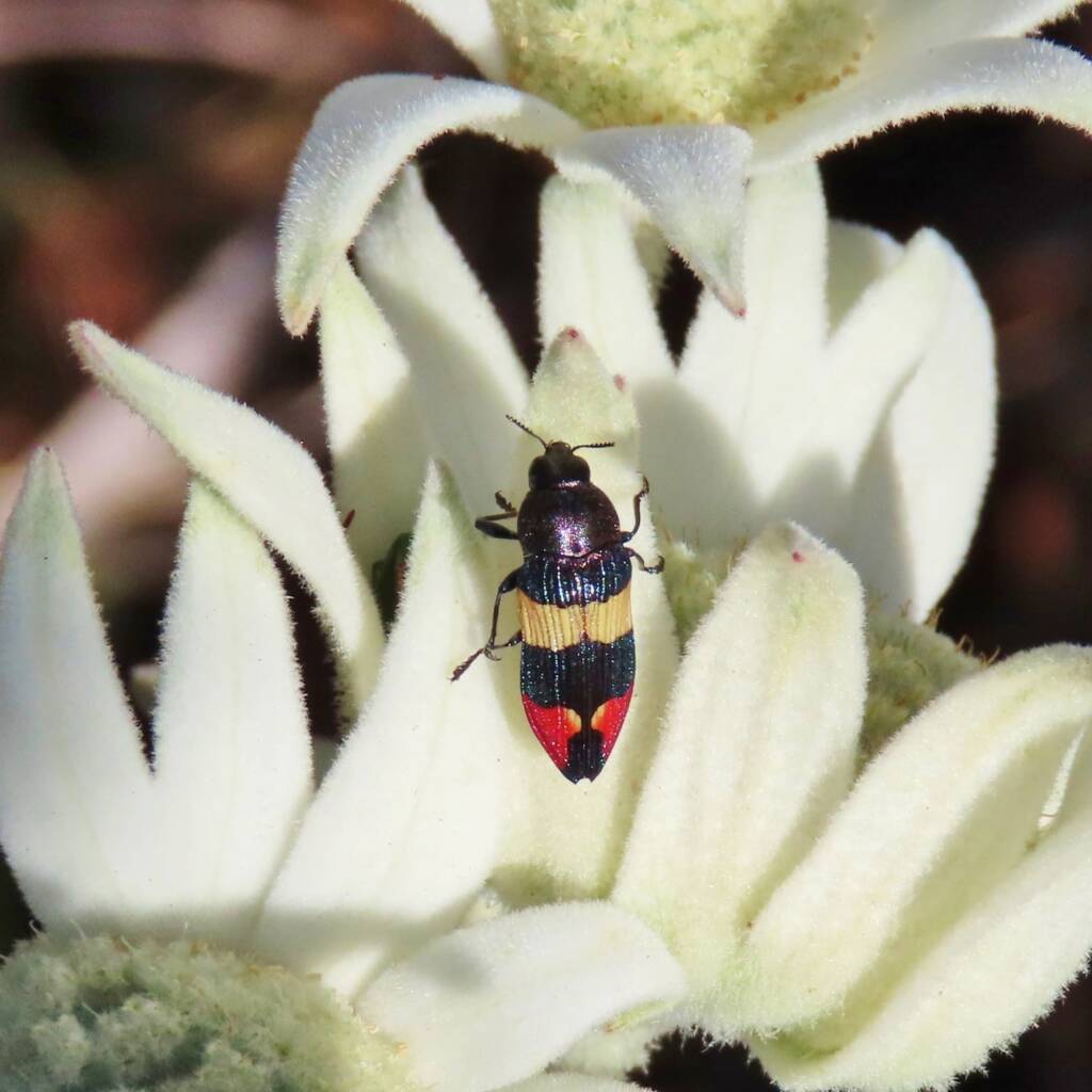 Castiarina bella, Wallaga Lake NSW © Deb Taylor