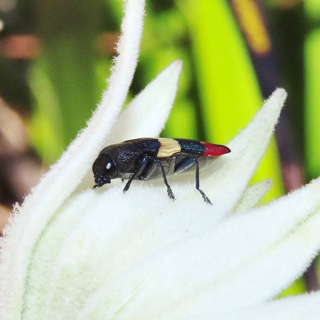 Castiarina bella, Wallaga Lake NSW © Deb Taylor