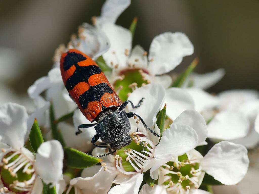 Castiarina crenata on Leptospermum sp, Belair SA © Marianne Broug