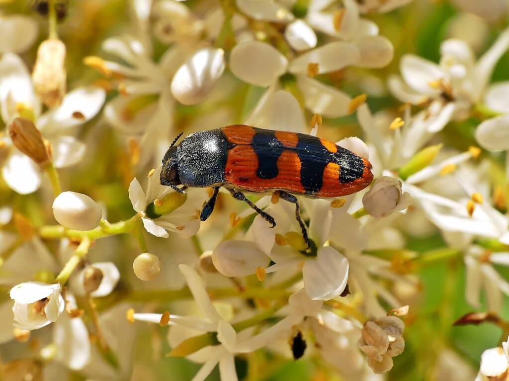 Castiarina crenata, Belair SA © Marianne Broug