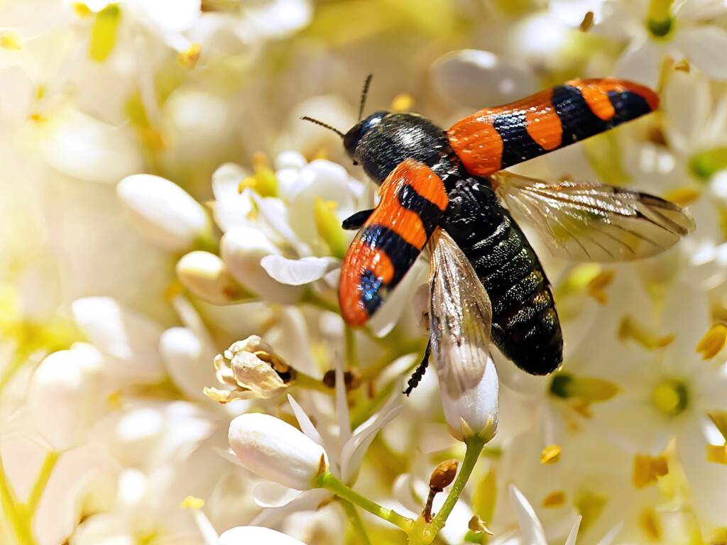 Castiarina crenata, Belair SA © Marianne Broug