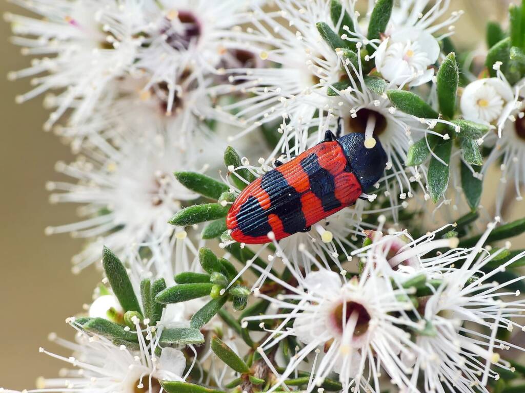 Castiarina crenata, Belair SA © Marianne Broug