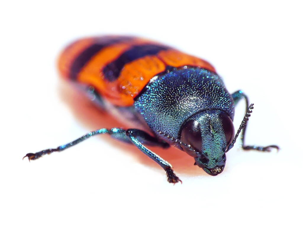 Castiarina crenata, Belair SA © Marianne Broug