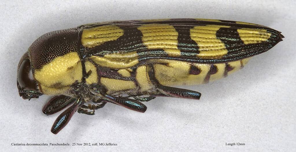 Castiarina decemmaculata, Passchendaele QLD © Michael Jefferies