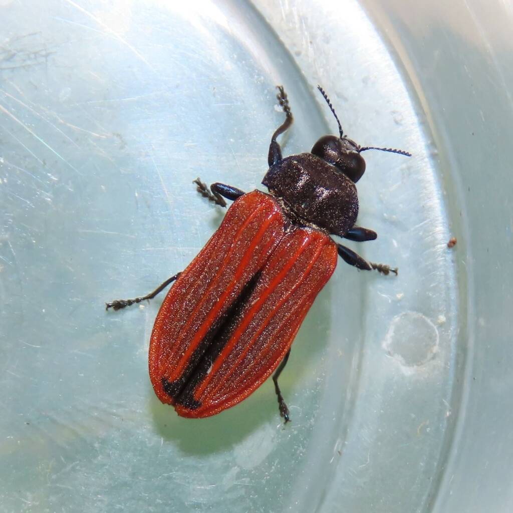 Castiarina erythroptera, Bermagui NSW © Deb Taylor