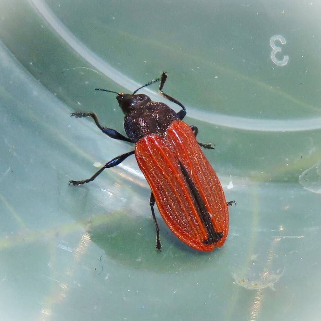 Castiarina erythroptera, Bermagui NSW © Deb Taylor