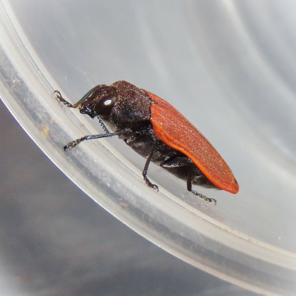 Castiarina erythroptera, Bermagui NSW © Deb Taylor