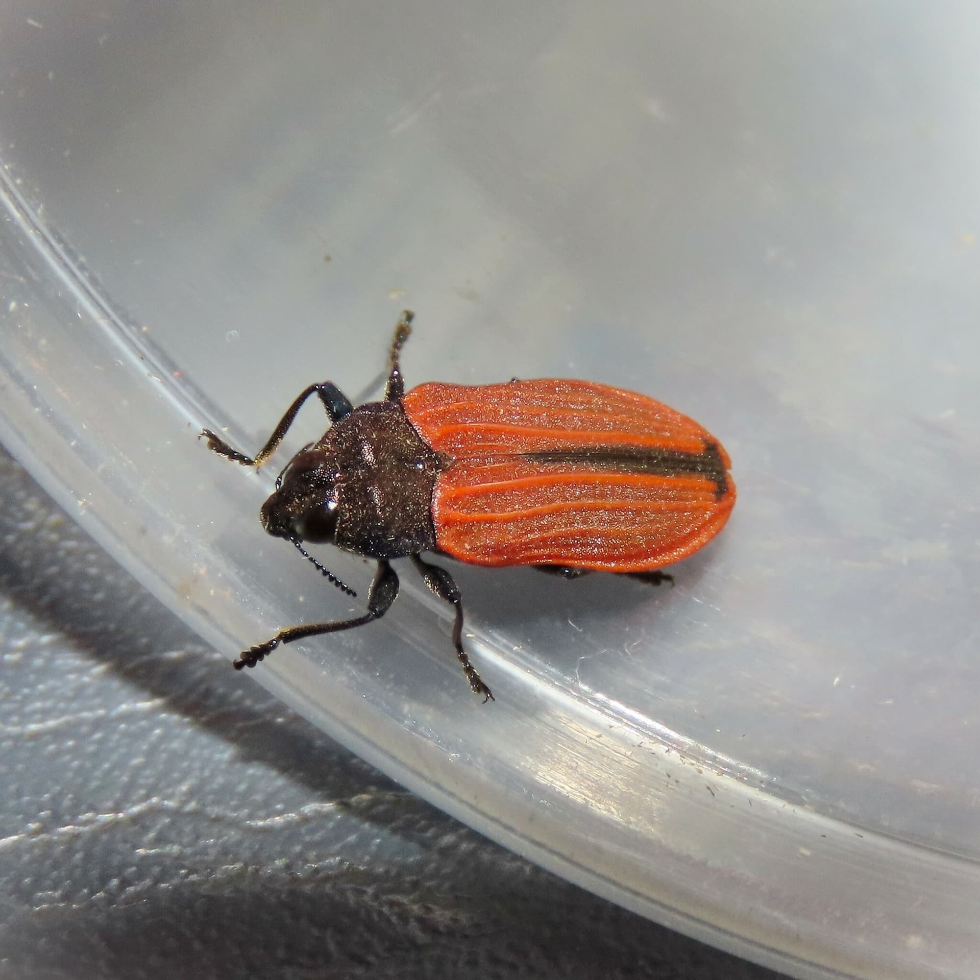 Castiarina erythroptera, Bermagui NSW © Deb Taylor
