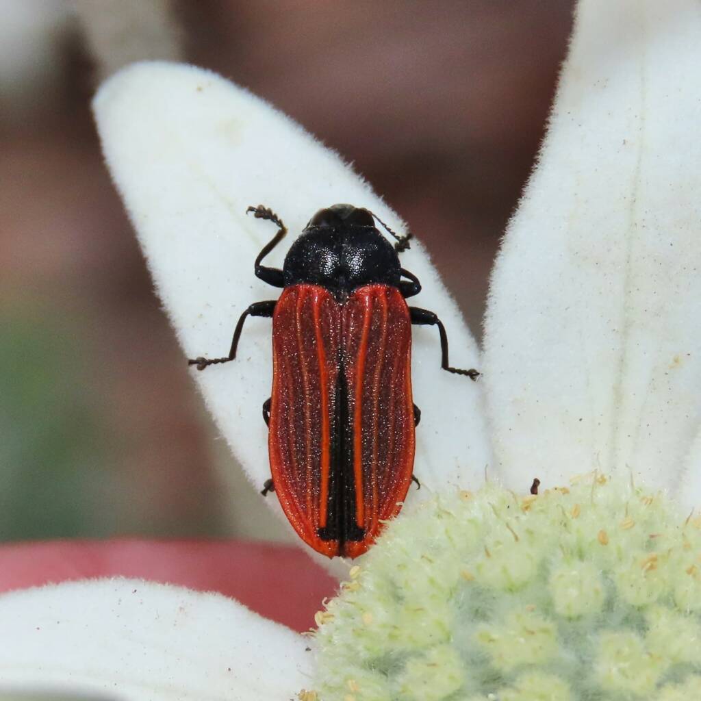 Castiarina erythroptera, Wallaga Lake NSW © Deb Taylor