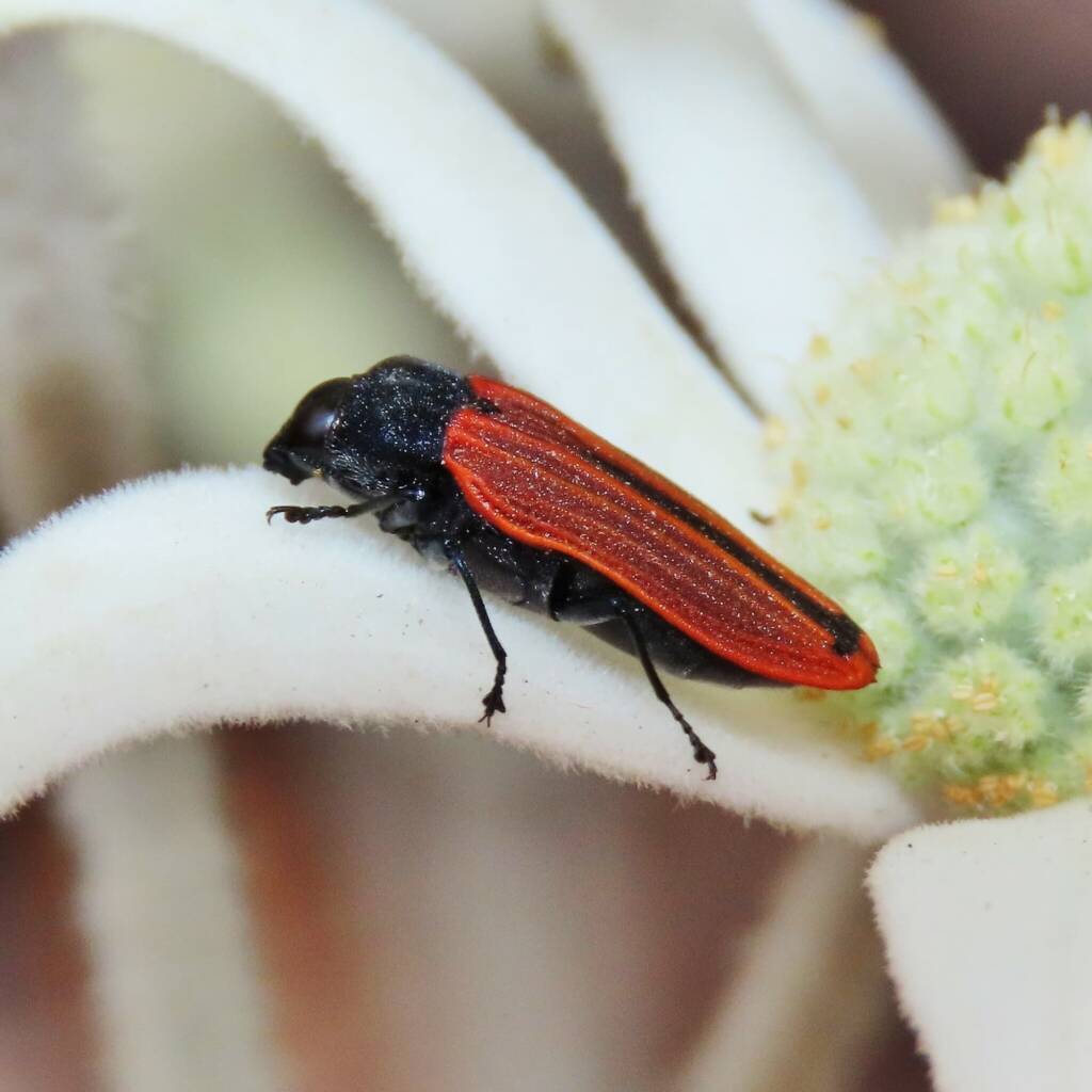 Castiarina erythroptera, Wallaga Lake NSW © Deb Taylor