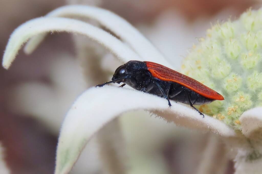Castiarina erythroptera, Wallaga Lake NSW © Deb Taylor
