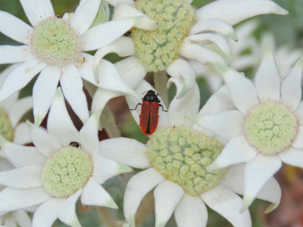 Castiarina erythroptera, Wallaga Lake NSW © Deb Taylor